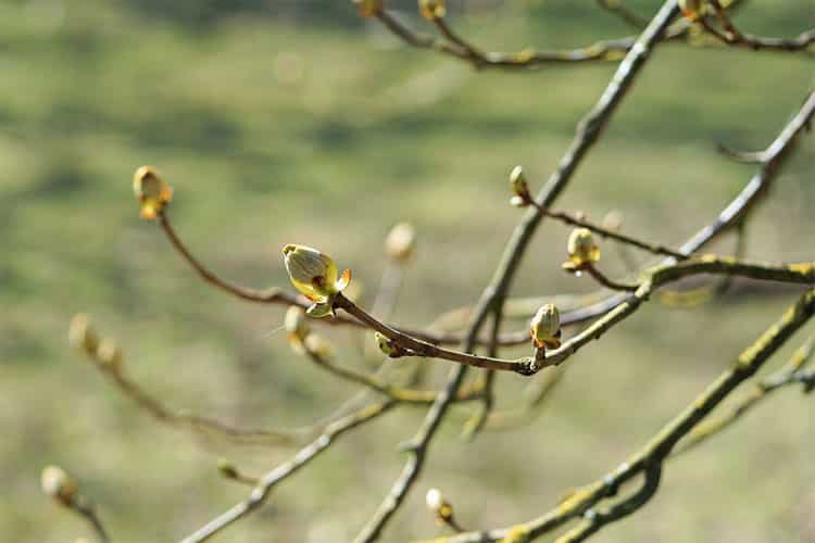 broyeur de branches thermique électrique