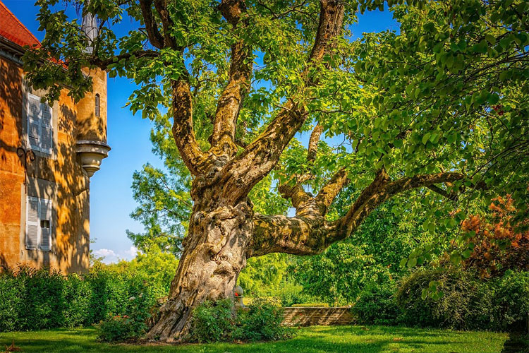 choisir broyeur de branches