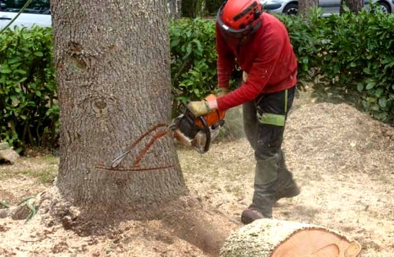 Abattage gratuit d'un arbre