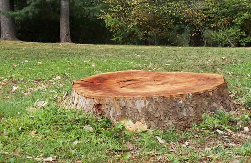 Prix de dessouchage d'un arbre