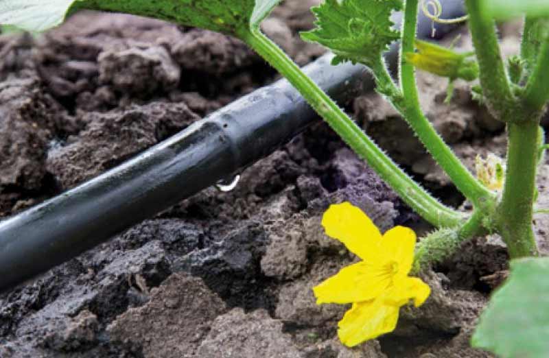 Prix d’un arrosage automatique goutte-à-goutte