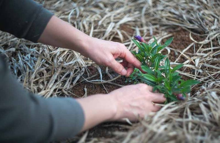 Prix entretien d'un jardin | Coût moyen & Tarif | Guide Janvier 2024