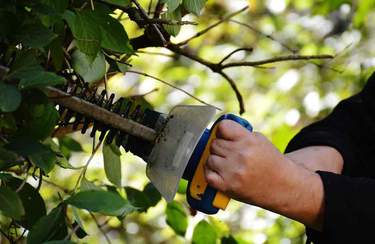 Prix de taille d'une haie de jardin