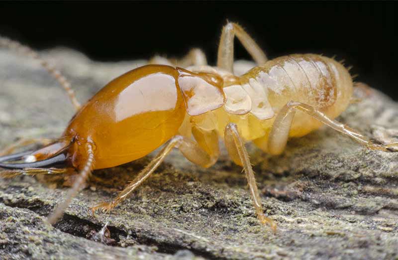 Pourquoi le diagnostic termites est obligatoire dans certaines régions ?