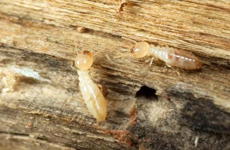 Que sont les termites exactement ?