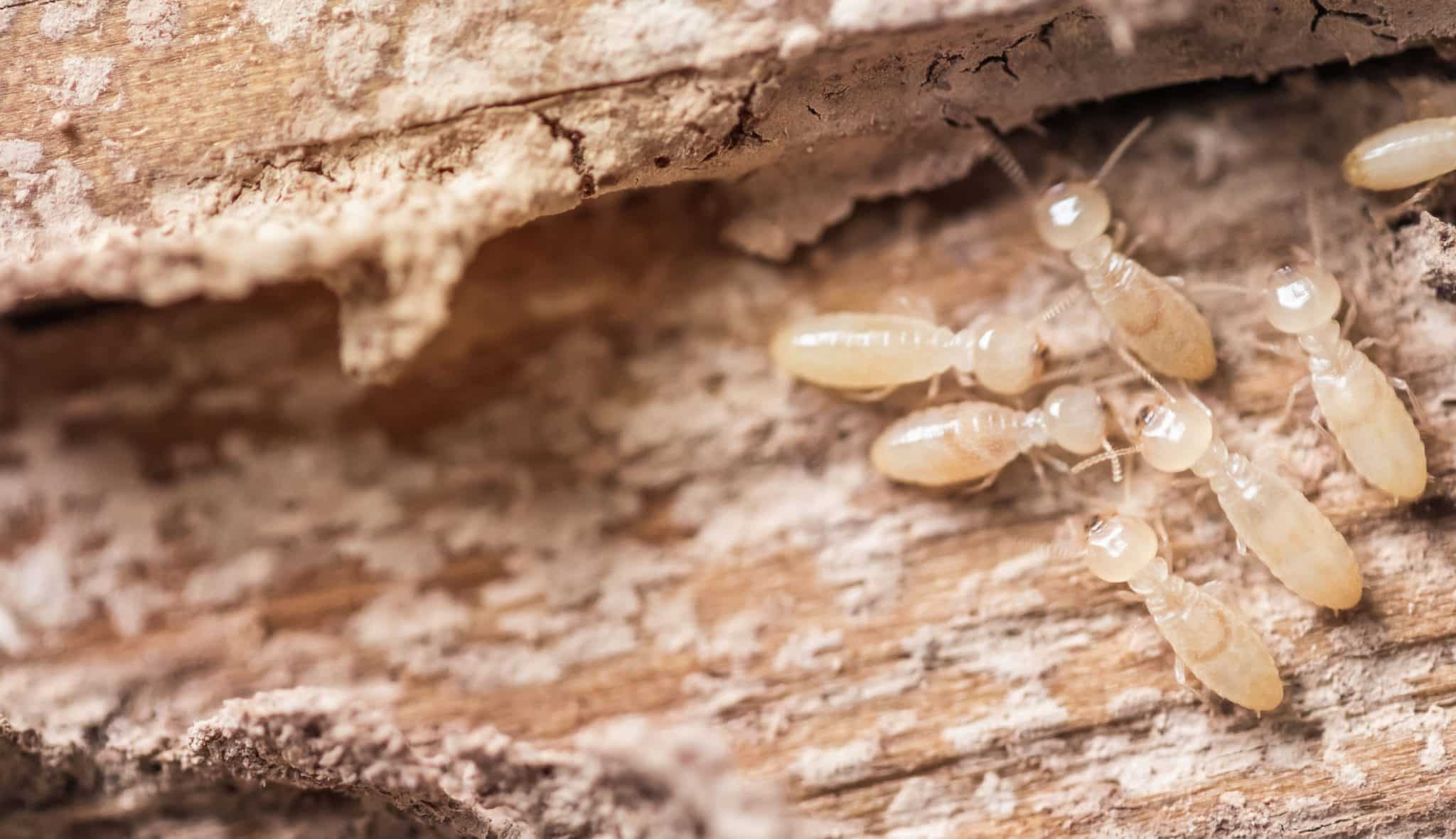 Comment effectuer un diagnostic termites pour votre bien immobilier