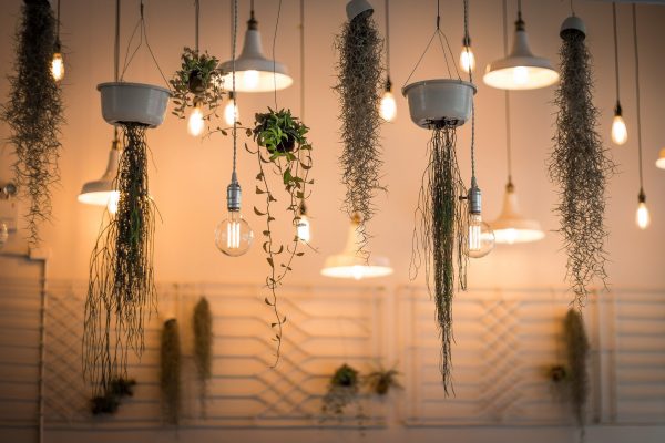 plantes et luminaires suspendus