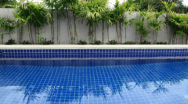 piscine et des arbres