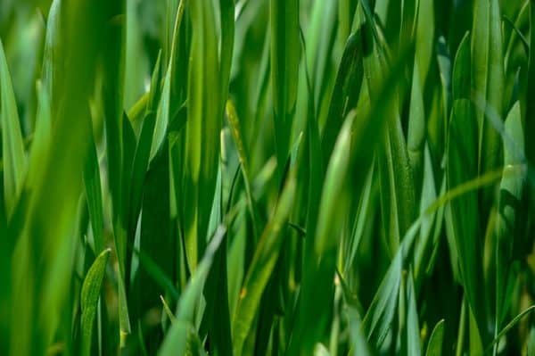 Enlever les mauvaises herbes