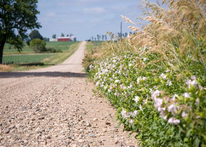 chemin en gravier