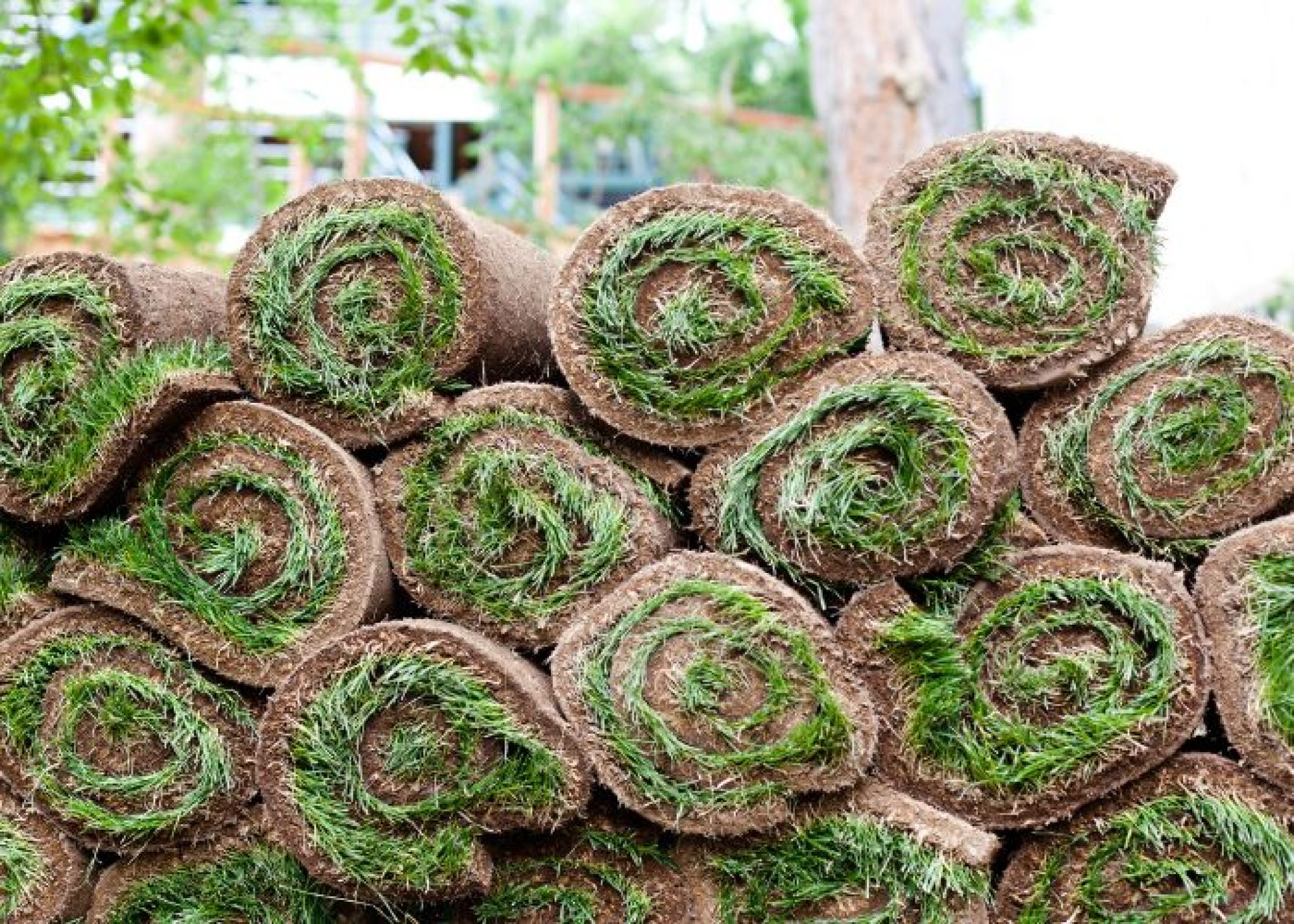 Gazon en plaque prix, pose et entretien du gazon