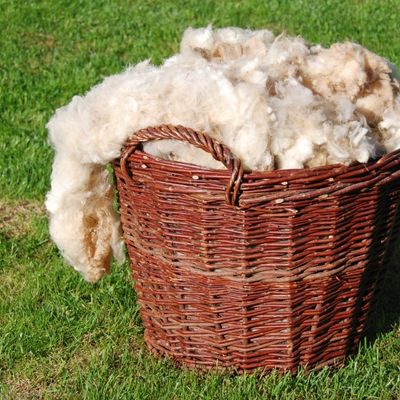 laine mouton