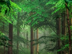 Papier Peint Jungle : Créez une Évasion Tropicale chez Vous