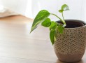 Tous les avantages d’un parquet contrecollé