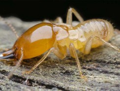 Pourquoi le diagnostic termites est-il obligatoire dans certaines régions ?