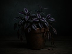 Plante misère : pourquoi cette plante est-elle considérée comme porte-malheur ?