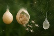 Tout savoir sur l’œuf d’araignée : formation, éclosion et curiosités