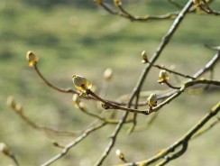 Broyeur de branches thermique ou électrique ?