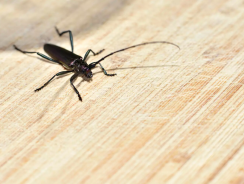 Capricorne insectes : quels sont ses dégâts ? comment les éloigner ?