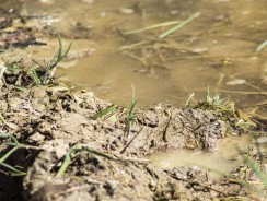 Comment bien choisir sa pompe vide-cave ?