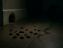 crotte de rat : comment l’identifier et pourquoi il faut agir rapidement ?