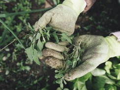 Comment se débarrasser des mauvaises herbes ?