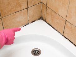 Causes et traitements de la moisissure dans la salle de bain
