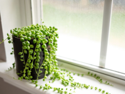 Les meilleures plantes vertes d’intérieur faciles à entretenir