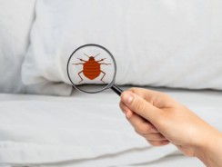 Les traitements naturels contre les punaises de lit